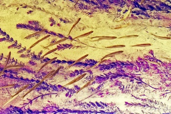 N 048A